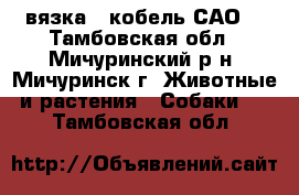 вязка - кобель САО  - Тамбовская обл., Мичуринский р-н, Мичуринск г. Животные и растения » Собаки   . Тамбовская обл.